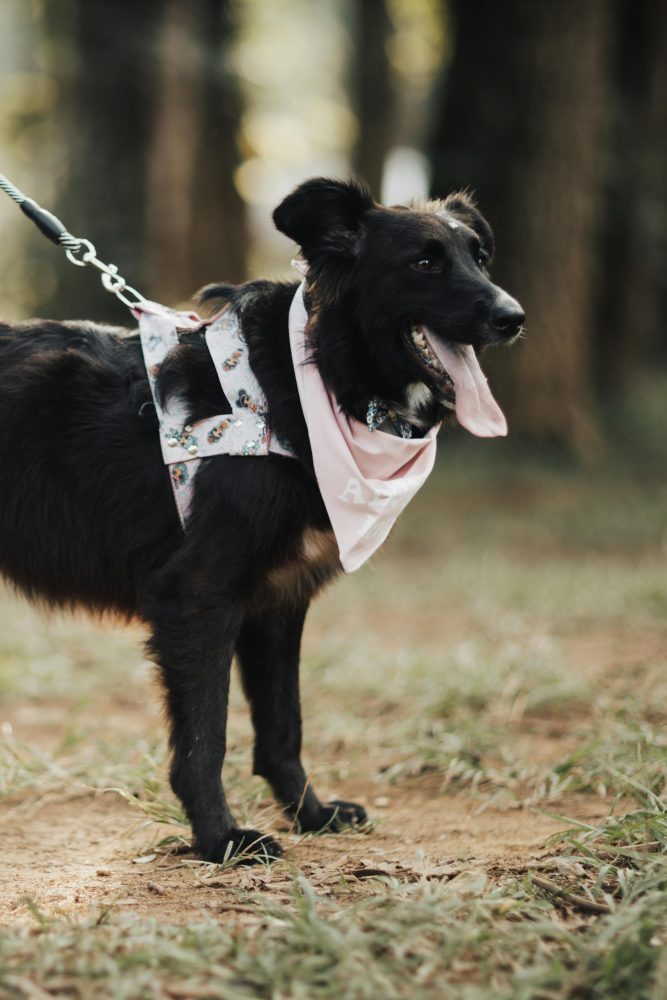 Dog on a leash
